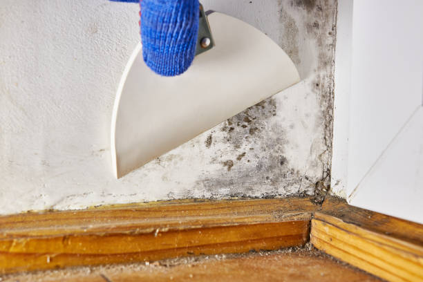 Best Water Damage & Mold Remediation  in Garfield Heights, OH